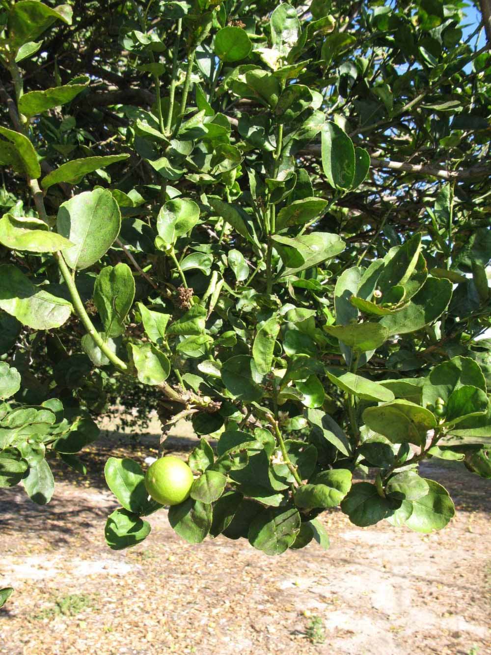            Sun leaves (Thornless Key lime, Winter Haven, FL)   
